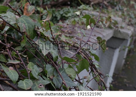 vines growing over walls by a river as well as moss on a stone texture surface, close up in focus, river background, cut down tree trunk,