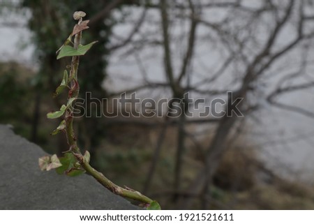 vines growing over walls by a river as well as moss on a stone texture surface, close up in focus, river background, cut down tree trunk,