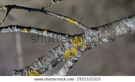 Yellow moss and fungus parasite on a tree branch.