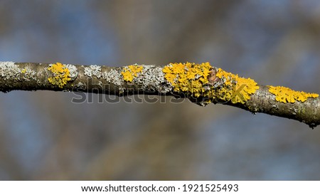 Yellow moss and fungus parasite on a tree branch. Royalty-Free Stock Photo #1921525493