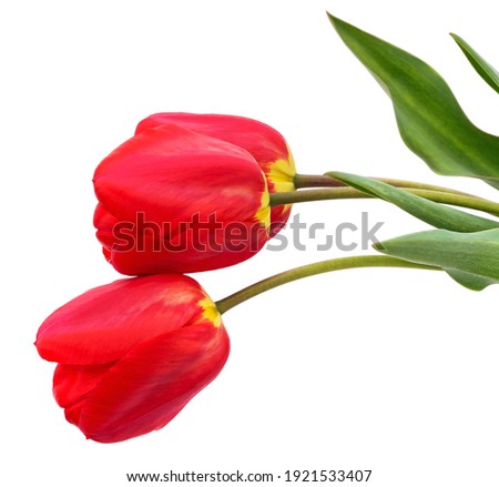 Three red tulips isolated on a white background.