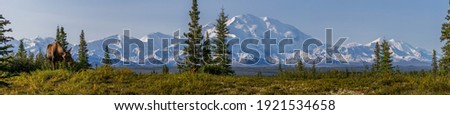 A female moose having a feed in front of the Alaska Range in Denali National Park one morning.  Royalty-Free Stock Photo #1921534658