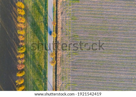 Aerial shot of a lonely road with autumnal trees. Cultivated fields, agriculture, sunset shadows, up high shot