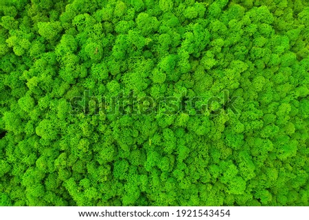 green preserved moss for decor in the office on the wall Royalty-Free Stock Photo #1921543454