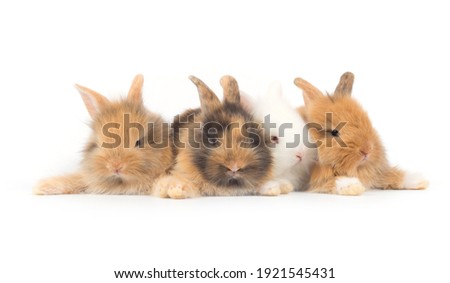 Young adorable bunny sits on white background. Cute baby rabbit for Easter and new born celebration.  1  month pet