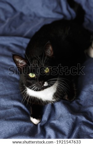 A portrait of adorable Sleepy black and white fluffy cat with green eyes resting on comfy bed throw.
