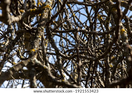 Tree branches without flower or fruit. 