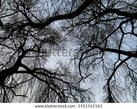 Willow branches silhouette against the sky at dusk