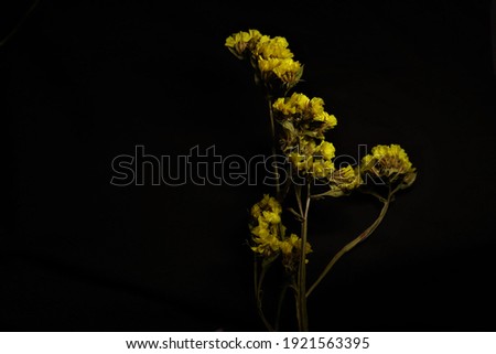 yellow flower on a black background