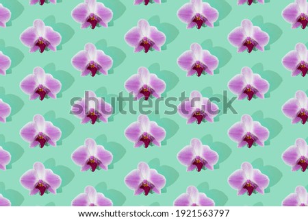 Pattern with pink orchid bloom on mint background. Phalaenopsis orchid flat lay.