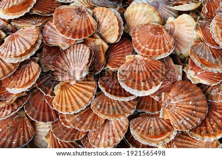 Fresh french scallops on a seafood market at Dieppe France Royalty-Free Stock Photo #1921565498