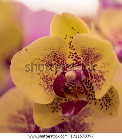 Yellow Moth orchids or Phalaenopsis closeup