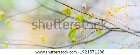 Beautiful panoramic spring landscape with green leaves and bokeh background