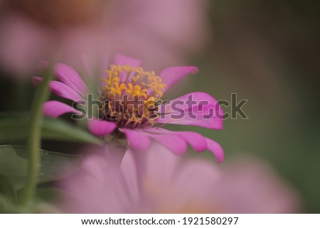 One of the photography techniques is selective focus on pink flower objects