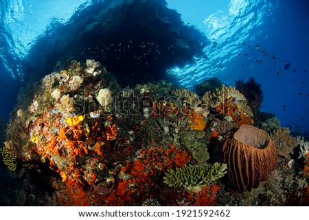 Colorful Coral Reef against Surface in Misool, Raja Ampat. West Papua, Indonesia