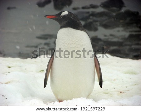Gentoo penguin in the snow with ocean and rocks in the background in Antarctica