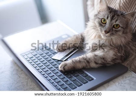 Online shopping from home. A gray cat sits at a laptop, looks seriously at the camera. Paws on the keyboard, a credit card lying next to it. A domestic cat orders food online.