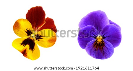 Studio Shot of Blue, red, yellow and White Colored Pansy Isolated on White Background.