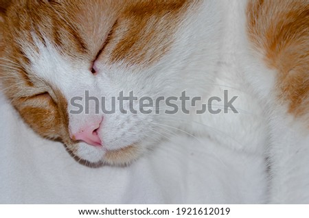 A profile picture of ginger cat sleeping