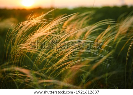 Feather Grass or Needle Grass, Nassella tenuissima, forms already at the slightest breath of wind filigree pattern. Royalty-Free Stock Photo #1921612637