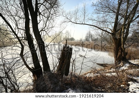 Trees by a frozen and snow-covered pond