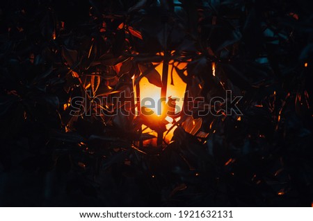 Orange street lamp in the evening lighting on the background of leaves from a tree	
