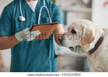Cropped portrait of unrecognizable male veterinarian examining white Labrador dog at vet clinic, copy space Royalty-Free Stock Photo #1921637003