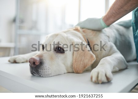 Close up of white Labrador dog lying on examination table in vet clinic, copy space Royalty-Free Stock Photo #1921637255