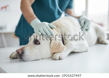 Portrait of big white dog lying on examination table in clinic with unrecognizable veterinarian listening to heartbeat via stethoscope, copy space Royalty-Free Stock Photo #1921637447
