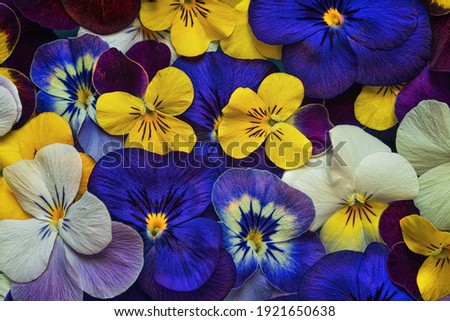 Closeup of colorful pansies.Beautiful flowers pattern.Multicolored flowers carpet as background.