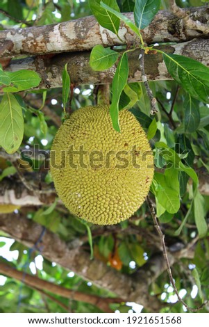 The jackfruit is a sweet fruit, with a lot of pulp, of great seed and its tree is large, leafy and of very resistant wood.