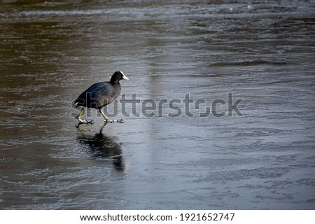 Wildlife in winter with a eurasian coot (Fulica atra) walking on a frozen pond