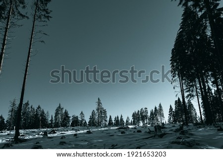 Black and White winter picture of a forest in Taunus, Germany