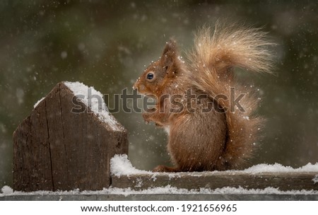 Red Squirrel in Yorkshire England, wild animal wintery scene with snow. 