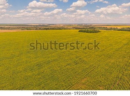 Idyllic yellow sunflower field in sunlight. Location place of Ukraine, Europe. Photo of ecology concept. Perfect natural wallpaper. Textural image of drone photography.