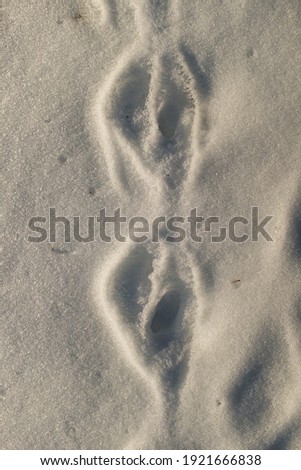 Rabbit footprints in the snow