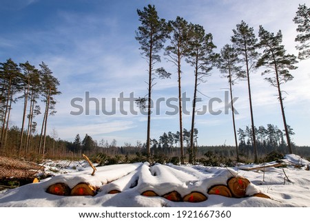 Logs of wood covered with a thick layer of snow. Deforestation in Central Europe. Winter season.