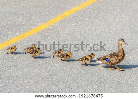 A mother duck leading her babies across a road on a bright sunny day. Yellow line in the center of the road. Seven baby ducks follow the mother. Royalty-Free Stock Photo #1921678475
