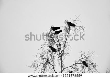 Family group of jackdaws sitting on top of a tree against the gray winter sky.