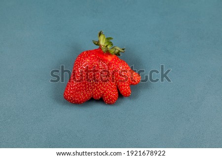 Deformed strawberry abnormal shape on blue background, close-up. Ugly fruits and vegetables can be eaten. Concept - reduction of organic waste. Royalty-Free Stock Photo #1921678922