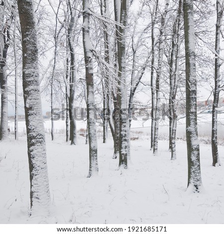 Silhouettes of trees in the winter season with abundant snow. Natural texture look for background and design.