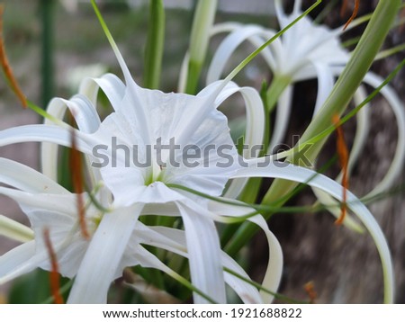 Close up of the white flowers of a Spider Lily ( Hymenocallis littoralis, Cape Lily, Poison Bulb ) and its leaves.