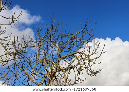 Branches of a tree without leaves in February in sunny weather on a background of blue sky and white clouds