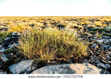 grass and stones, beautiful photo digital picture