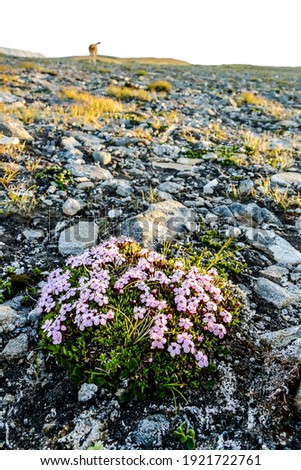 flowers on rock, beautiful photo digital picture