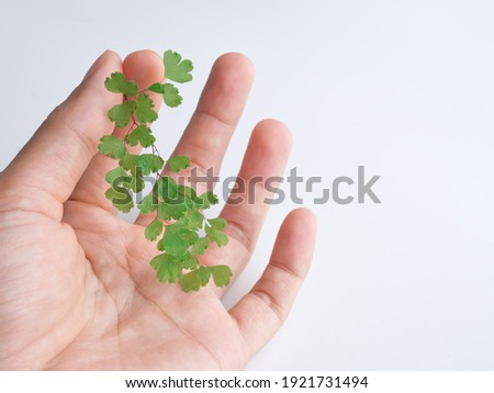 Fern leaves of, Adiantum capillus veneris or Venus hair in hand on white background with copy space, Used as background and wallpaper minimal style.