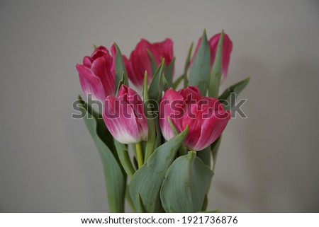 The picture of Pink and White Tulip on the pot
