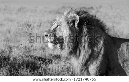 Lions of Lewa Wildlife Conservancy, Kenya