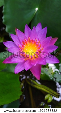This image is most beautiful purple colour lotus flower.