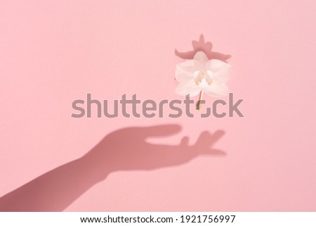 Female hand shadow keeps a white spring flower on a pink background. Springtime concept. Beauty and harmony symbol. Royalty-Free Stock Photo #1921756997